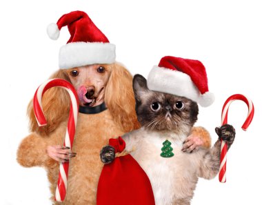 Kedi ve köpek kırmızı şapkalı tutan bir Noel candy. Beyaz izole.