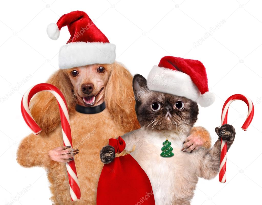 Cat and dog in red hat holds a Christmas candy. Isolated on white.