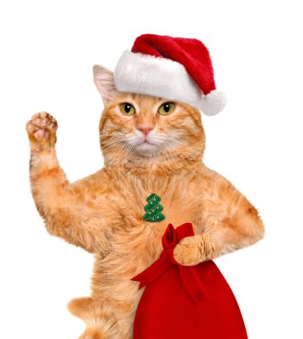 Kırmızı Noel şapkalı kedi.