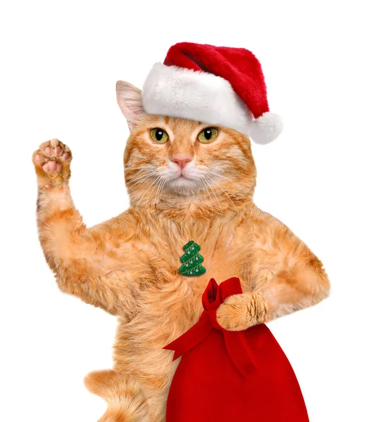 Gato en sombrero rojo de Navidad . — Foto de Stock