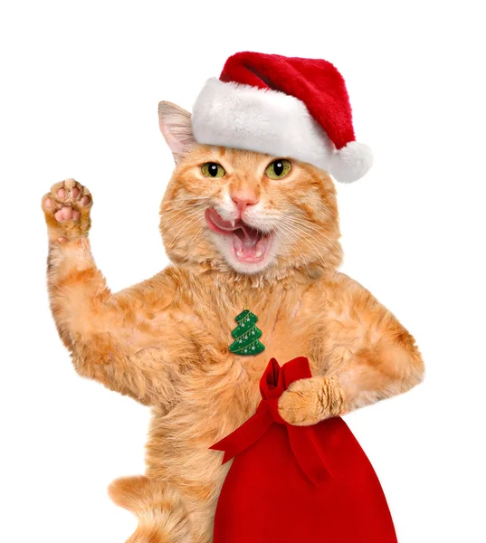 Kat in rode kerstmuts. — Stockfoto