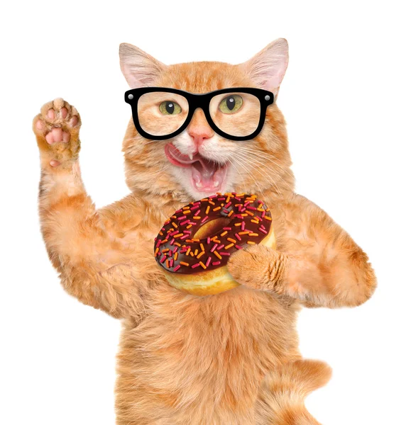 Cat Tea Time mit Donut — Stockfoto