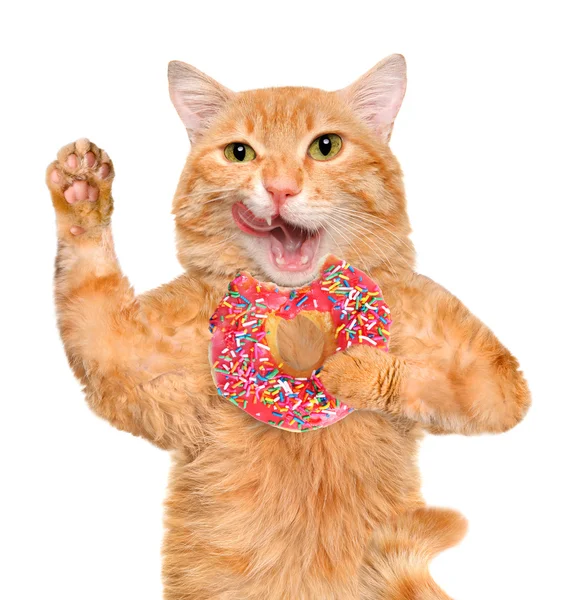 Katt te tid med donut — Stockfoto