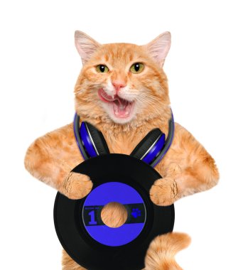 müzik kulaklık vinil plak kedi.