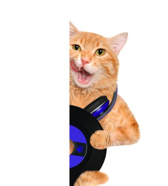 Müzik kulaklık vinil plak kedi. Beyaz afiş için.