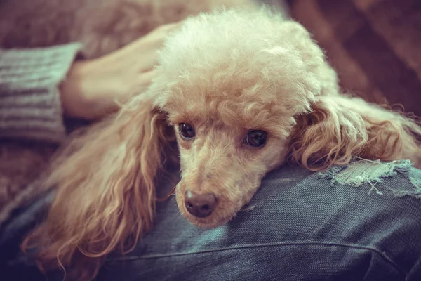 Ung flicka vilar med en hund på fåtöljen hemma . — Stockfoto