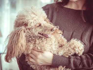 Genç kadınlar evde bir köpekle dinleniyor. .
