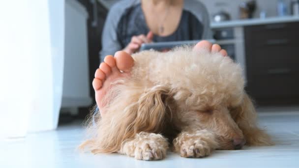 Las mujeres jóvenes está descansando con un perro en el suelo en casa y el uso de tabletas  . — Vídeos de Stock