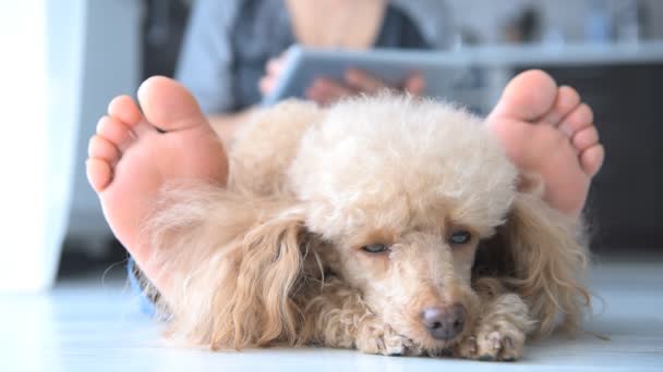 Unga kvinnor är vilar med en hund på golvet hemma och använda surfplatta . — Stockvideo