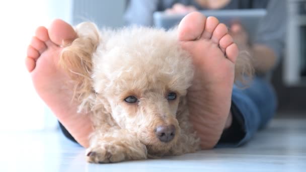 Las mujeres jóvenes está descansando con un perro en el suelo en casa y el uso de tabletas  . — Vídeos de Stock