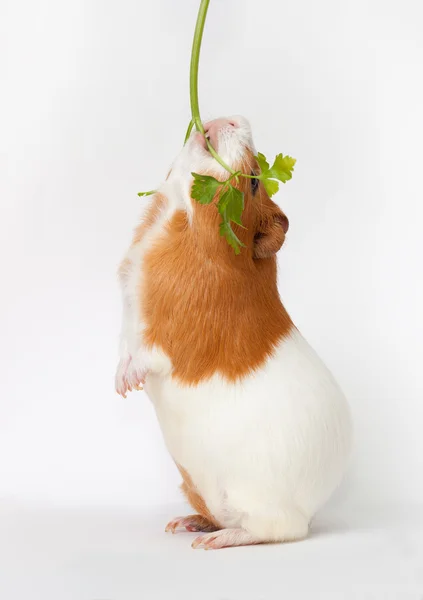 Porquinho-da-índia está comendo verdure em pé sobre os pés traseiros — Fotografia de Stock