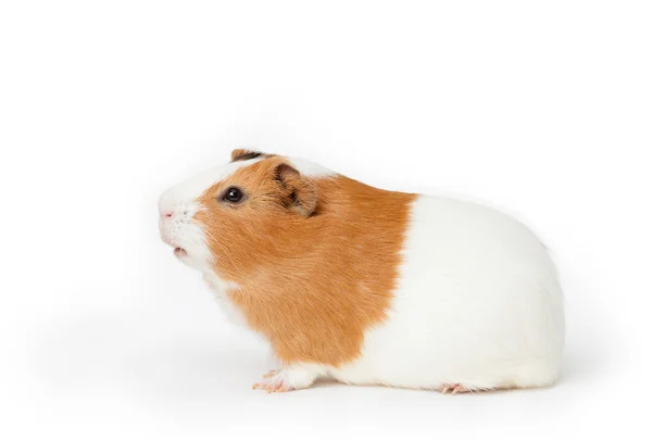 Guinea-pig on the light background Royalty Free Stock Images