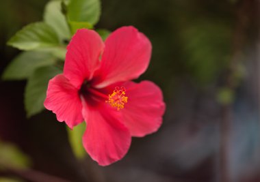 kırmızı amber çiçeği