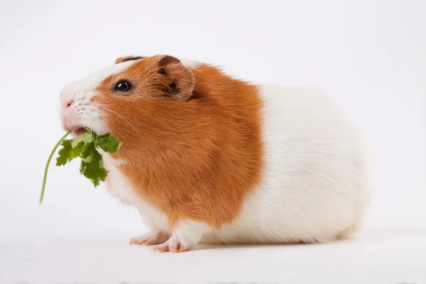Guinea-pig is eating verdure — Stock Photo, Image