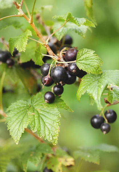 Ribes nero, bacche mature su un ramo — Foto Stock