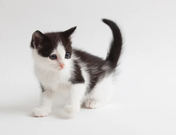 Pequeño peludo blanco-negro gatito — Foto de Stock