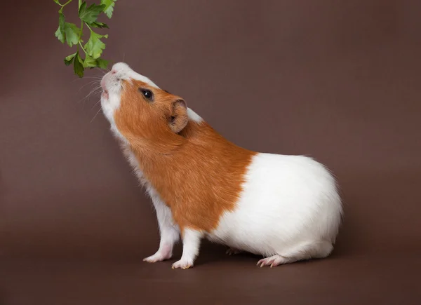 Guinea-pig is smelling verdure Royalty Free Stock Photos