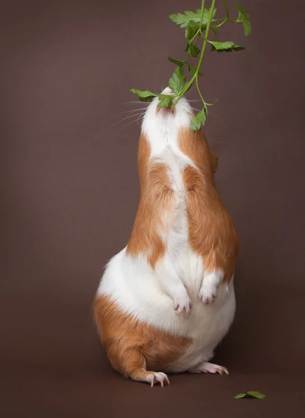 几内亚猪吃草木站在背上的脚 图库图片