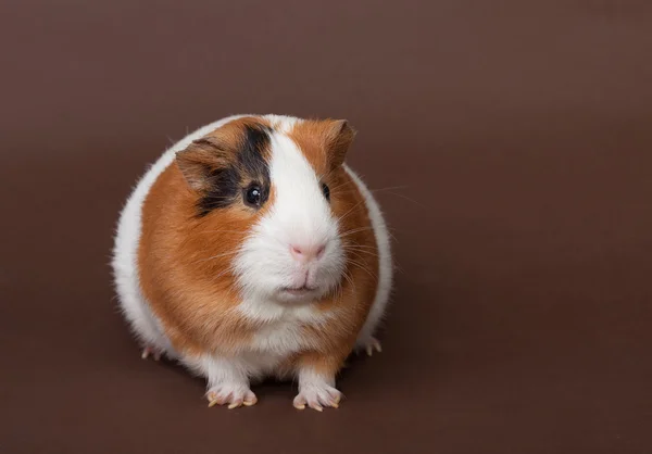 Guinea-pig on the brown background — Stock Photo, Image