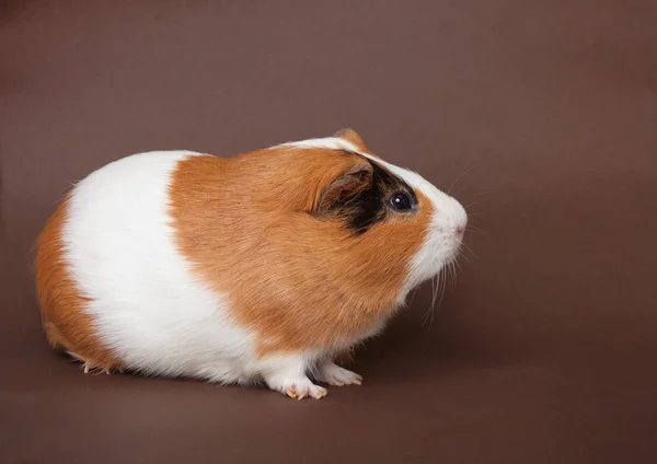 Guinea-pig on the brown background — Stock Photo, Image