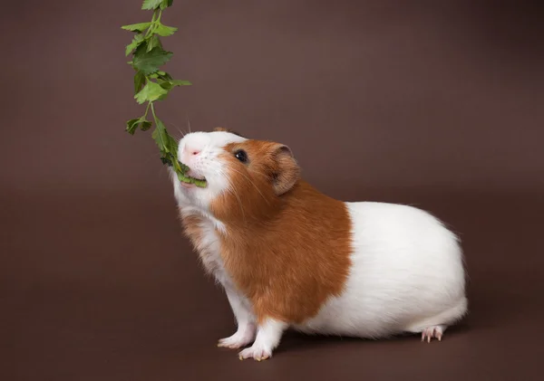 Guinea-pig is eating verdure — Stock Photo, Image