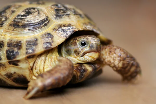 Schildkröte blickt in die Kamera — Stockfoto