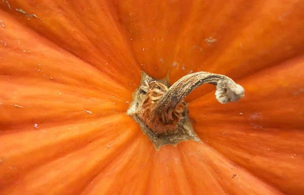 Calabaza — Foto de Stock