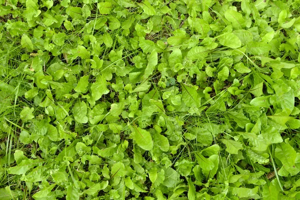 Césped verde en el soleado día de verano —  Fotos de Stock