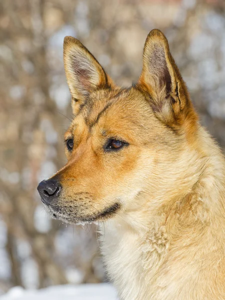 Petit chien roux regardant fixement en avant — Photo