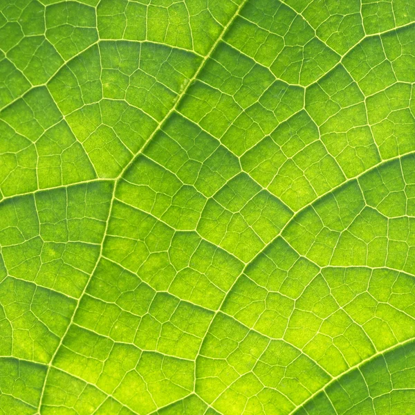 Yeşil salatalık yaprak doku — Stok fotoğraf