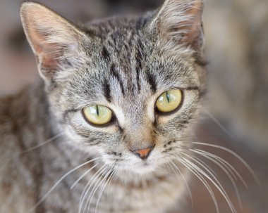 küçük gri kedi ya da kedi