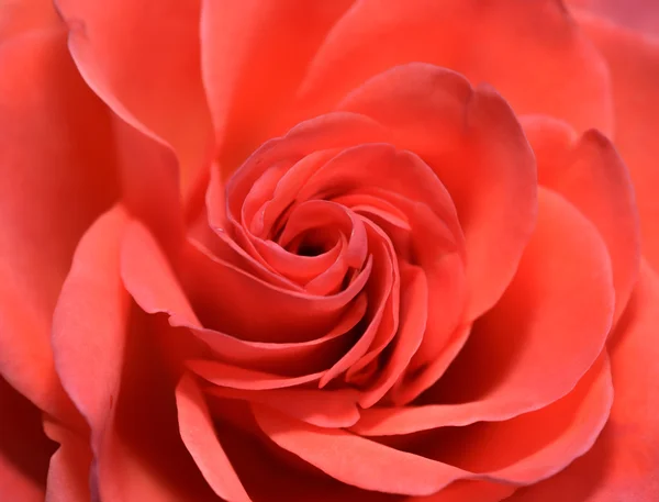 Piros rózsa virág Polárszűrő — Stock Fotó