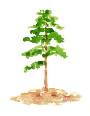 suluboya çam ağacı, çizilmiş ve boyalı el