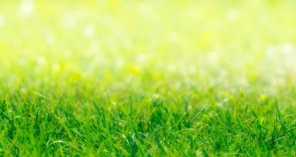 Frontera de hierba verde con fondo natural desenfocado — Foto de Stock