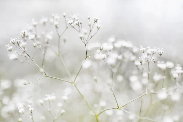 Küçük ufuk beyaz çiçekler (gypsophila) — Stok fotoğraf