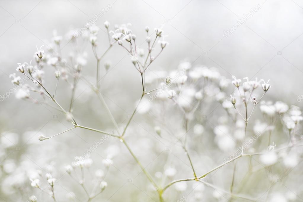 Small Defocused White Flowers (Gypsophila) Stock Photo by ©Geshaft 52853409
