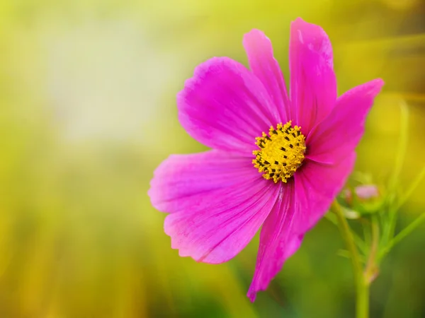 Summer Sunlight Scene: Beautiful Flower on Green Grass — Stock Photo, Image