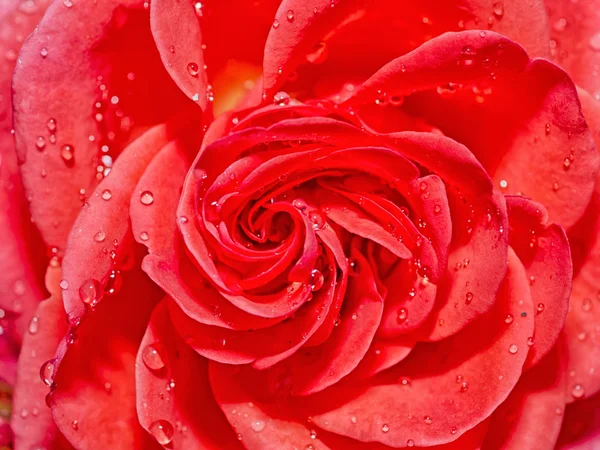 Gyönyörű vörös rózsa a víz csepp eső után — Stock Fotó