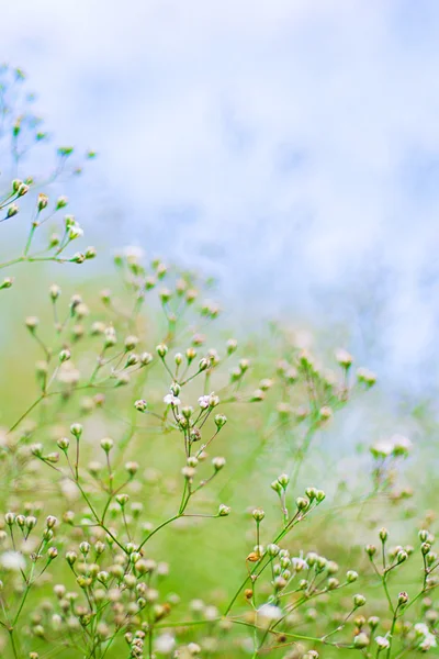 Küçük beyaz çiçekler yaz gününde Defocused. — Stok fotoğraf