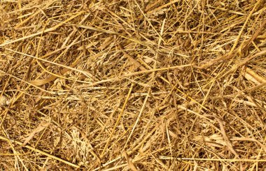 Doğal Arkaplan Olarak Kuru Altın Saman veya Hasır Doku