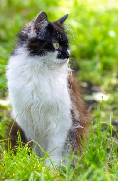 Carino gatto o gattino con i capelli bianchi e marroni, seduto in erba — Foto Stock
