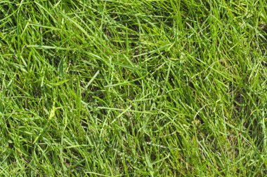 Yeşil çim çim güneşli yaz gün