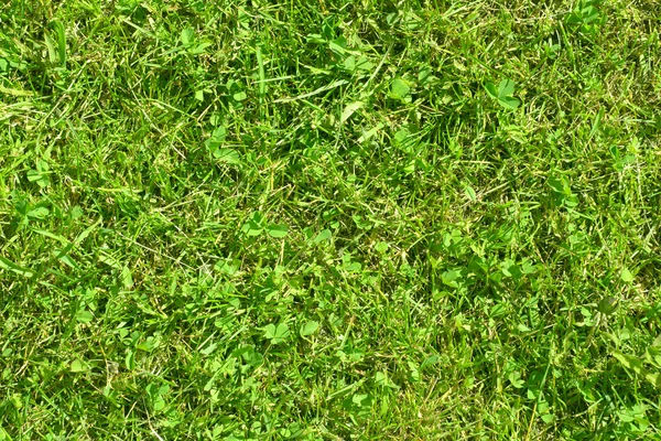 Césped verde en el soleado día de verano — Foto de Stock