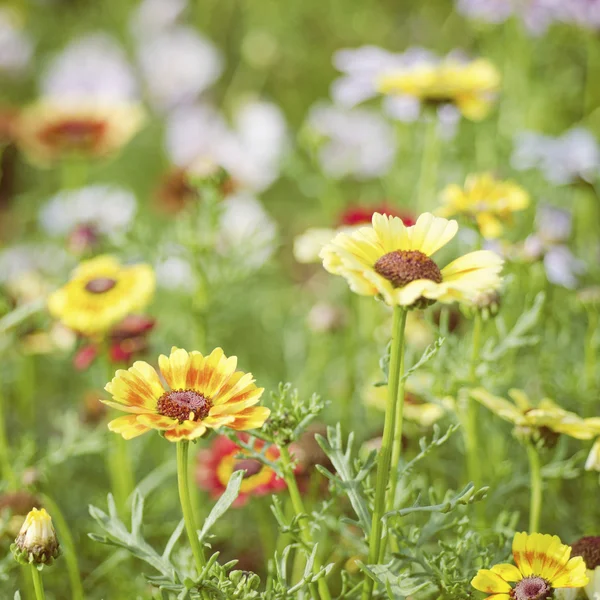 Zomer zonlicht scène: Multicolor kamille bloemen — Stockfoto