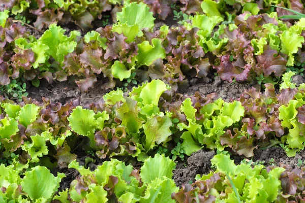 Lechuga verde fresca o hojas de ensalada en el día de verano — Foto de Stock