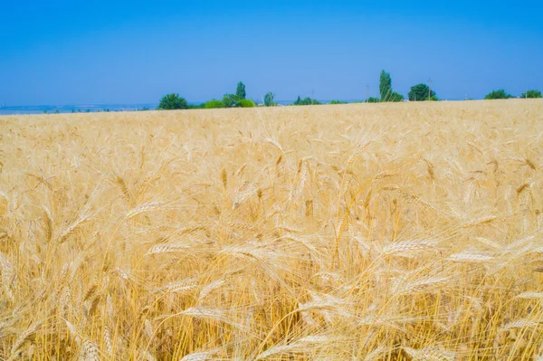 "金色"领域的成熟黑麦和蓝蓝的天空. — 图库照片