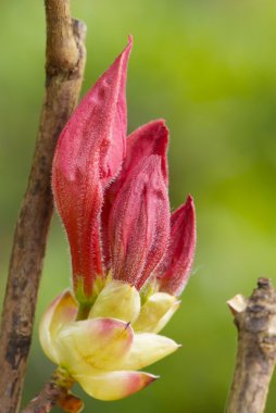 Kırmızı çiçekli ormangülü kadar kapatın