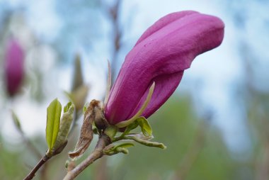 Manolya çiçek bulanıklık bahar yeşillik zemin üzerine 