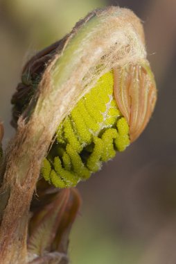 Eğreltiotunun genç yaprağını kapat Osmunda regalis