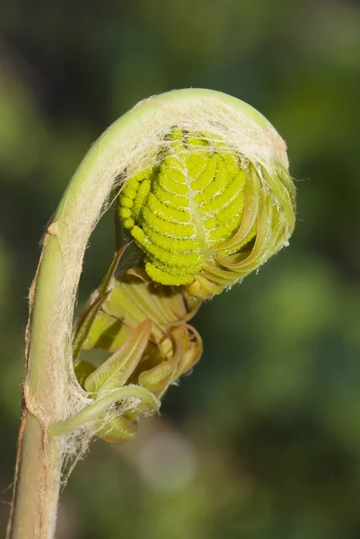 Закрыть молодые листья регалии осмунды — стоковое фото